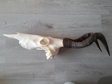 Schedel Rood Hartebeest antilope hoorns gewei Afrika beschikbaar voor biedingen