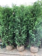 Thuja Brabant, Haagconifeer, de mooiste van het internet, Ophalen, Conifeer, Haag, 100 tot 250 cm