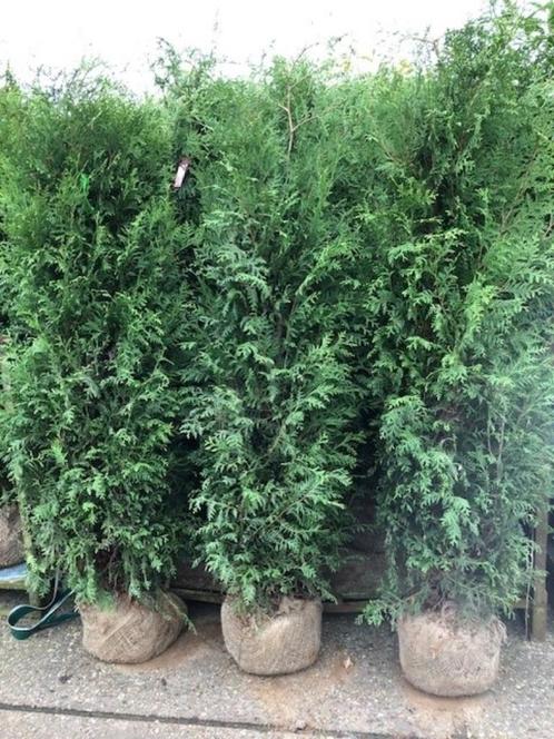 Thuja Brabant, Haagconifeer, de mooiste van het internet, Tuin en Terras, Planten | Struiken en Hagen, Haag, Conifeer, 100 tot 250 cm
