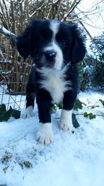 Prachtig stel kruising pups ( reutjes), Parvo, 8 tot 15 weken, Meerdere, Meerdere dieren