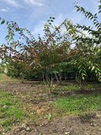 Zelkova serrata Meerstammig, Ophalen of Verzenden, Overige soorten