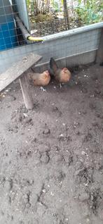 Kippen te koop nu, Dieren en Toebehoren, Pluimvee, Vrouwelijk, Kip