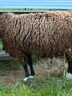 Schapenwol gratis, Hobby en Vrije tijd, Spinnewielen en Spinnen, Ophalen, Spinwol