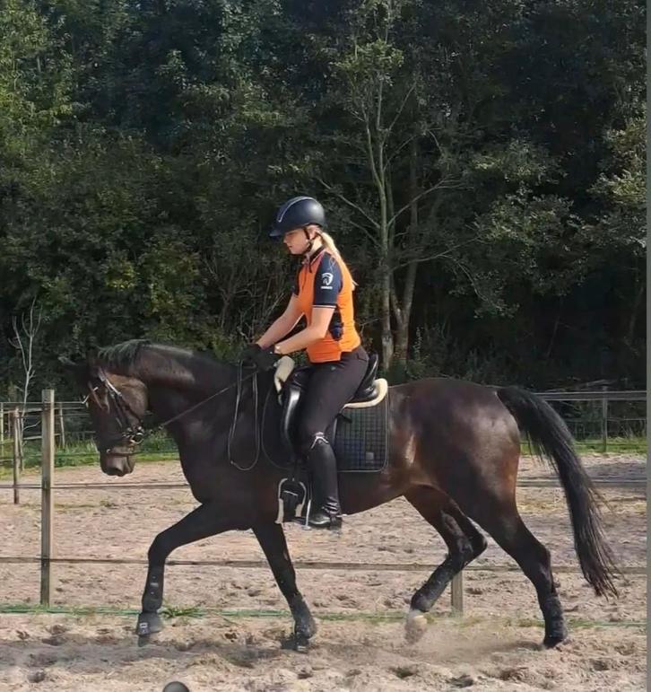 2 pensionplekken vrij op prive stal Swifterbant, Dieren en Toebehoren, Stalling en Weidegang