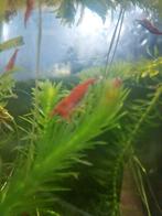 Blue jelly, blue dream en bloody Mary garnalen, Dieren en Toebehoren, Vissen | Aquariumvissen, Kreeft, Krab of Garnaal