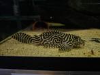 L333 GOLD, Dieren en Toebehoren, Vissen | Aquariumvissen, Vis, Zoetwatervis