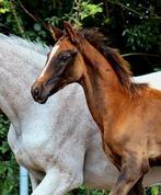 KWPN spring veulen(LORD PEZI JUNIOR X VERDI TN X QUICK STAR), Dieren en Toebehoren, Paarden, Springpaard, Gechipt, Niet van toepassing
