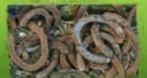 Gebruikte Hoefijzers, Dieren en Toebehoren, Ophalen of Verzenden, Gebruikt, Overige soorten