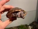 Gezonde waterschildpad!, Dieren en Toebehoren, 0 tot 2 jaar