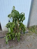 Hortensia, 100 tot 250 cm, Zomer, Palmboom, Ophalen