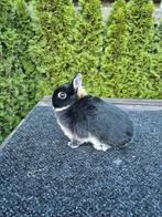 Kleurdwerg zwart otter ram, Mannelijk, Dwerg