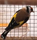 Majoor putter wildkleur split Eumo 2024 geringd forse vogel, Dieren en Toebehoren, Mannelijk, Wildzangvogel, Geringd