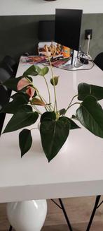 Anthurium Plant Roze Bloemen in Witte Pot, Ophalen, Overige soorten, Halfschaduw, In pot