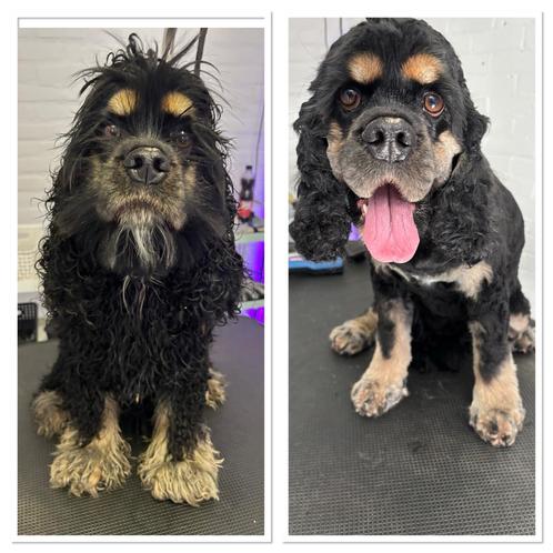 Trimsalon COOLna in Hillegom 🐾, Diensten en Vakmensen, Dieren | Honden | Verzorging, Oppas en Les
