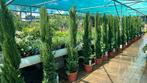 Cupressus sempervirens “Beauty of Toscany” 150/175, Tuin en Terras, Planten | Tuinplanten, Ophalen, Volle zon, Vaste plant, Zomer