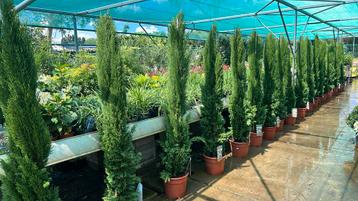 Cupressus sempervirens “Beauty of Toscany” 150/175 beschikbaar voor biedingen