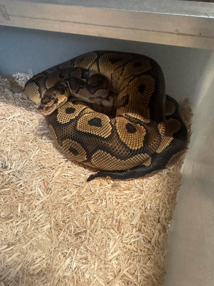 ball/ koningspython clown yellow belly 2024 man Ball Python - male for sale from Js