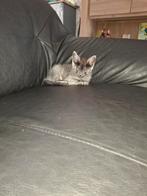 3 Mooie Maine Coon x kittens, Meerdere dieren, Ontwormd