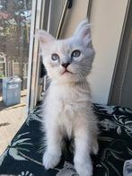 Liefdevolle Ragdoll X Siberische kittens zoeken een thuis💕, Dieren en Toebehoren, Katten en Kittens | Raskatten | Langhaar, Meerdere dieren