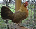Drentse krielen, Dieren en Toebehoren, Vrouwelijk, Kip
