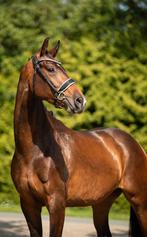 Johnson x Elite sport v. Painted Black, 2022, Dieren en Toebehoren, Paarden, Merrie, Gechipt, Dressuurpaard, 3 tot 6 jaar