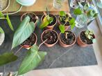 Philodendron red imperial kamerplanten stekjes, plantenstek, Ophalen of Verzenden, Overige soorten, Minder dan 100 cm