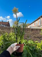 Obdam Narcissus - 3 bulbs - in pot, Tuin en Terras, Planten | Bomen, Ophalen of Verzenden