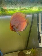 Stendker discusvissen, Dieren en Toebehoren, Vissen | Aquariumvissen, Vis
