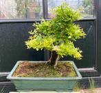 Bonsai Chinese Liguster, Ophalen, Overige soorten, Minder dan 100 cm