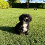 Maltipoo (Maltezer x Poedel) pups, Poedel, Nederland, CDV (hondenziekte), 8 tot 15 weken