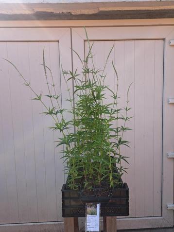 Bloeiende Veronicatrum 'Lavendelturm' (Virginsche ereprijs)  beschikbaar voor biedingen