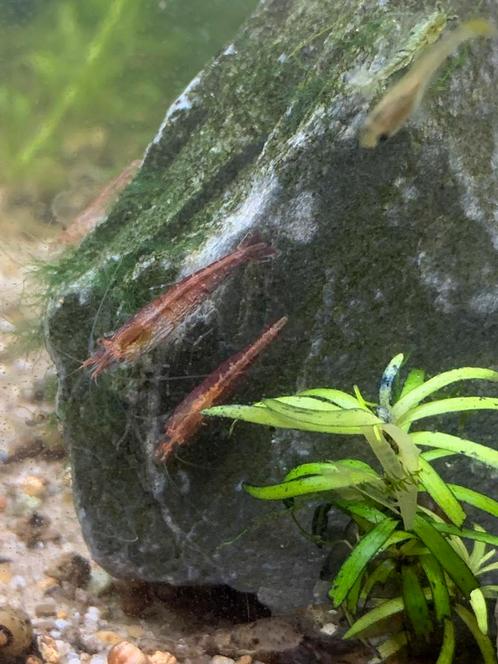 Verschillende soorten garnalen, Dieren en Toebehoren, Vissen | Aquariumvissen