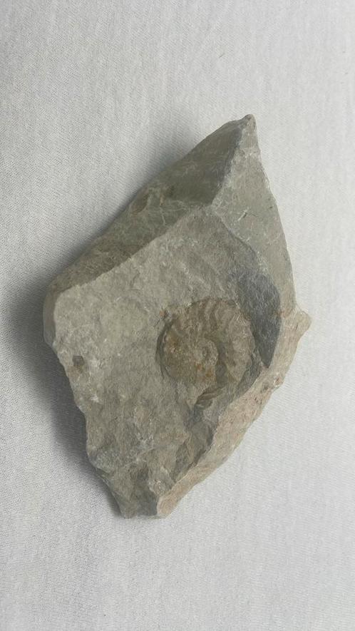 Fossiel, Verzamelen, Mineralen en Fossielen, Fossiel, Ophalen of Verzenden