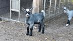 Bokje, Dieren en Toebehoren, Schapen, Geiten en Varkens, Mannelijk, Geit