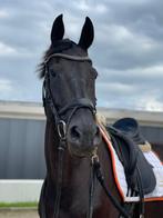 Mooie, talentvolle merrie te koop, Dieren en Toebehoren, Paarden, Merrie, Gechipt, Dressuurpaard, L