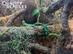 Kielbuikhagedisjes - Gastropholis prasina 1.1, Dieren en Toebehoren, Hagedis, Met terrarium, 0 tot 2 jaar