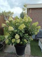 Stam hortensia in pot deze bloeien uitbundig 2 stuks!, Tuin en Terras, Halfschaduw, Overige soorten, 100 tot 250 cm, Zomer