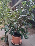 Kamerplant 160 cm Ficus, Ophalen of Verzenden, Ficus, 150 tot 200 cm