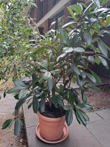 Kamerplant 160 cm Ficus beschikbaar voor biedingen