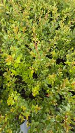 Lagerstroemia indica with love virgin, Ophalen of Verzenden, Overige soorten