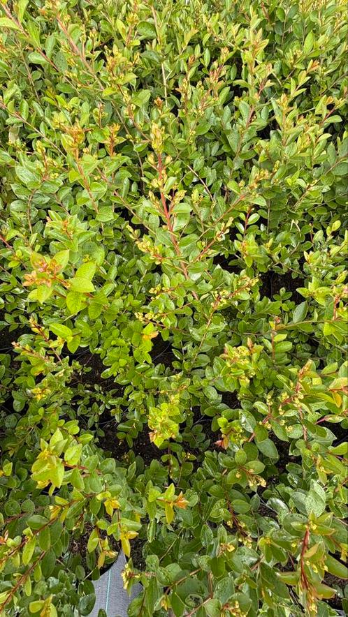 Lagerstroemia indica with love virgin, Tuin en Terras, Planten | Struiken en Hagen, Overige soorten, Ophalen of Verzenden