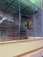 Agapornis, Dieren en Toebehoren, Vogels | Parkieten en Papegaaien, Meerdere dieren, Dwergpapegaai of Agapornis, Pratend