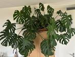 Monstera Deliciosa ( gatenplant) Moet weg!!!, Groene kamerplant, Ophalen, Halfschaduw, 100 tot 150 cm