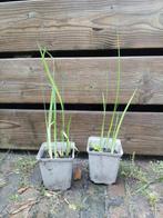 Gele Lis (Iris) P9, Ophalen, Volle zon, Vaste plant, Zomer