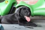 Lieve Labrador x Pointer puppy’s zoeken een gouden mandje!, Dieren en Toebehoren, Honden | Retrievers, Spaniëls en Waterhonden