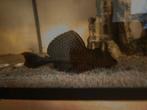 Ik heb 2 aquariumvissen  u  mag voor bidden, Dieren en Toebehoren, Vissen | Aquariumvissen, Vis