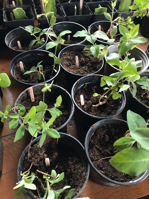 Kamperfoelie stekjes te koop, Tuin en Terras, Planten | Tuinplanten, Volle zon, Zomer, Ophalen of Verzenden