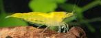 Blauwe gele en rode garnalen, Dieren en Toebehoren, Vissen | Aquariumvissen, Kreeft, Krab of Garnaal
