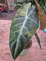 Alocasia Nairobi Aurea p12 (1), Ophalen of Verzenden, Halfschaduw, Minder dan 100 cm