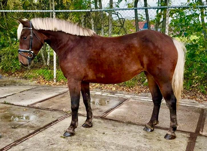 Mooie D pony merrie, Dieren en Toebehoren, Paarden, Merrie, B, Minder dan 160 cm, Recreatiepaard, Gechipt, Ontwormd